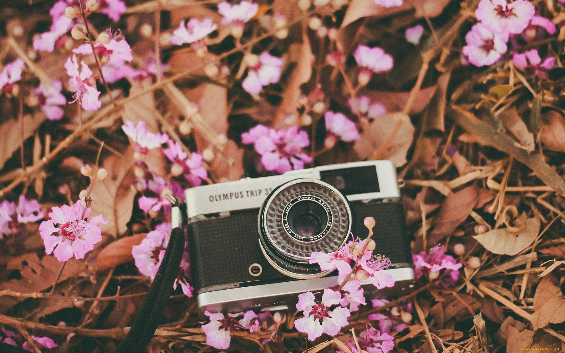 , olympus, , , 